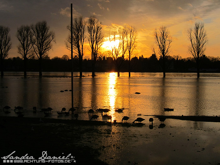 Hochwasser 01.2011