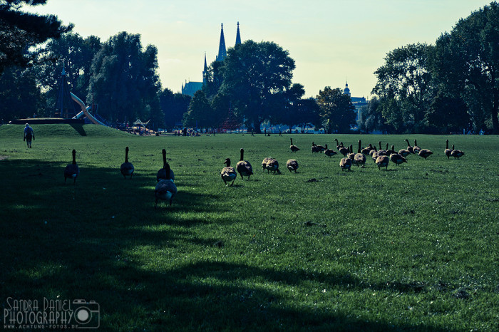 Rheinpark Köln