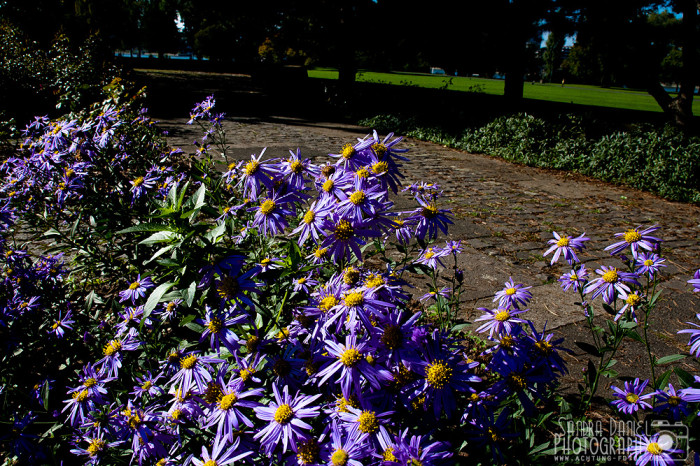 Rheinpark Köln