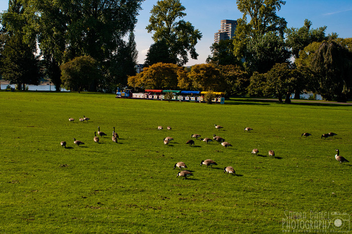 Rheinpark Köln