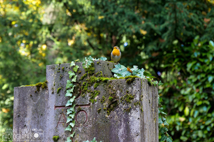 Melaten-Friedhof