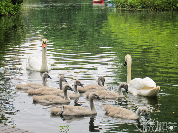 Battersea Park